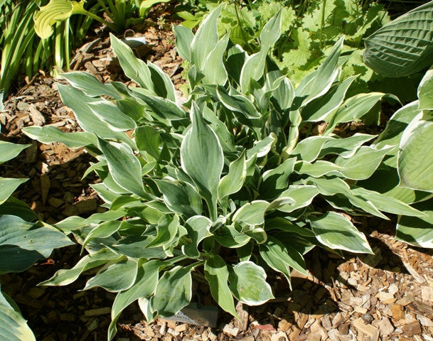 'Chantilly Lace' Hosta From NH Hostas