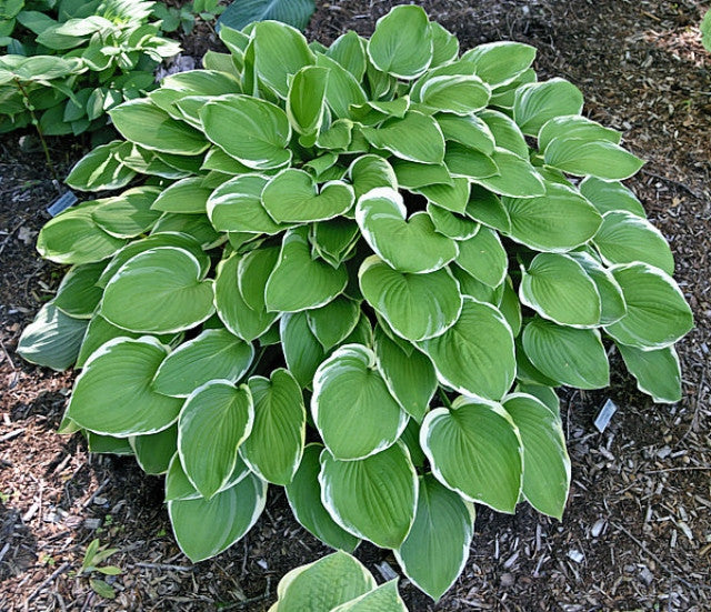 Hosta 'Chariots of Fire' Courtesy of Bert Malkus and the Hosta Library