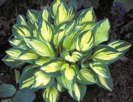 'Cherish' Hosta Courtesy of Shady Oaks Nursery
