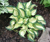 Hosta 'Cherokee' Courtesy of Bert Malkus and the Hosta Library