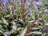 'Cherry Berry' Hosta