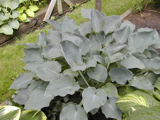 'Chesapeake Bay' Hosta Courtesy of Olga Petryszyn