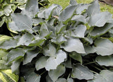 'Chesapeake Bay' Hosta Courtesy of Olga Petryszyn