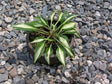 'Dixie Chickadee' Hosta From NH Hostas