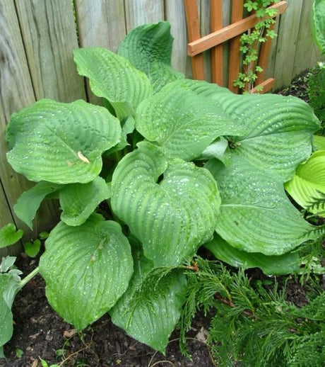 'Chodai Ginyo' Hosta Courtesy of Andrea De Mink