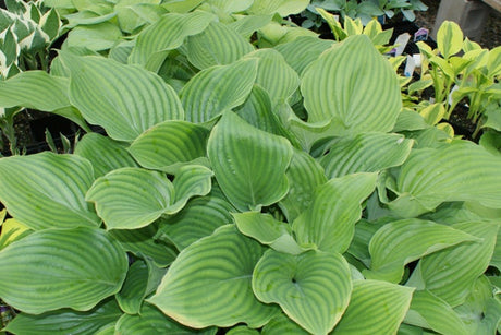 'Chodai Ginyo' Hosta From NH Hostas