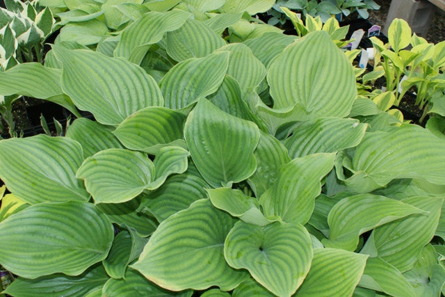 'Chodai Ginyo' Hosta From NH Hostas