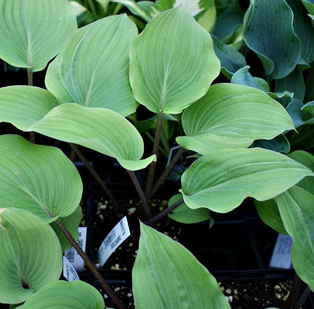 'Chopsticks' Hosta From NH Hostas