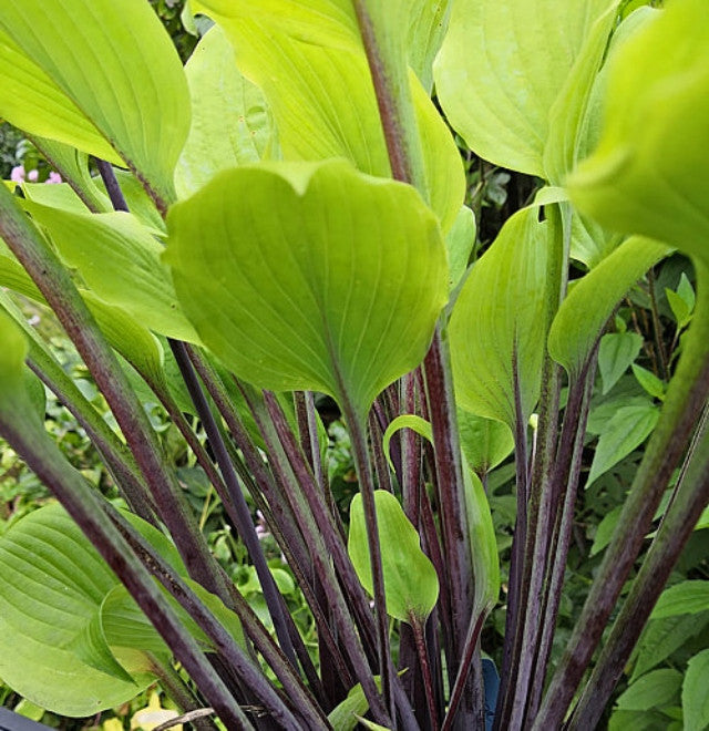 Hosta 'Chris' Admin' Courtesy of Christina Brinkmann and the Hosta Library