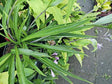 Hosta 'Chris' Long Lines' Courtesy of Christina Brinkmann and the Hosta Library