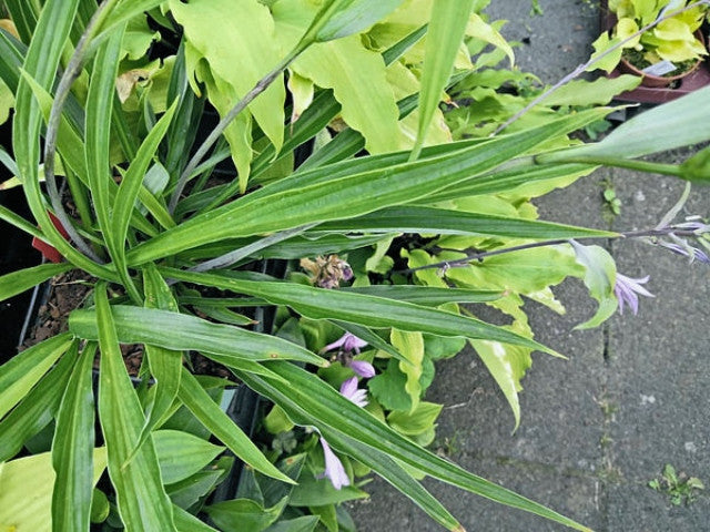 Hosta 'Chris' Long Lines' Courtesy of Christina Brinkmann and the Hosta Library