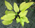 Hosta 'Chris' Tropical Sundown' Courtesy of Christina Brinkmann and the Hosta Library