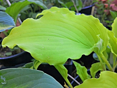 Hosta 'Chris' Yellow Ruffles' Courtesy of Christina Brinkmann and the Hosta Library