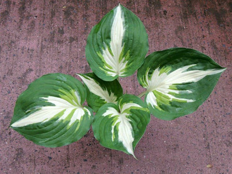Hosta 'Christmas Island' Courtesy of Danny Van Eechaute
