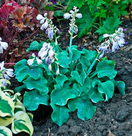 'Church Mouse' Hosta Courtesy of Walters Gardens