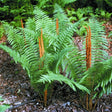 Cinnamon Fern Courtesy of Casa Flora