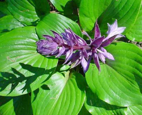 'Cinnamon Sticks' Hosta Courtesy of Kathie Sisson