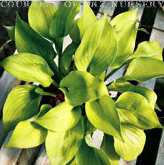 Citratini Hosta
