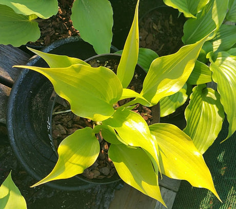 Hosta 'Citric Star' Courtesy of Louis Vissers and the Hosta Library