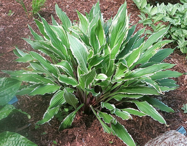 Hosta 'City Dog' Courtesy of Bert Malkus and the Hosta Library