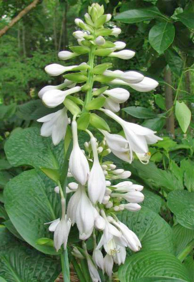 'Clear Fork River Valley' Hosta Flower Courtesy of Kathie Sisson