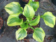 'Coastal Treasure' Hosta Courtesy of Rik Desmedt and the Hosta Library