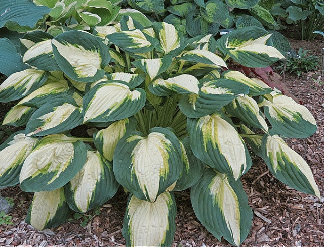 Hosta 'Color Festival' Courtesy of Ted White and the Hosta Library