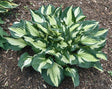 Hosta 'Colored Hulk' Courtesy of Bert Malkus and the Hosta Library