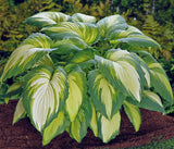 'Continental Divide' Hosta Courtesy of Olga Petryszyn