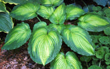 'Continental Divide' Hosta Courtesy of Olga Petryszyn
