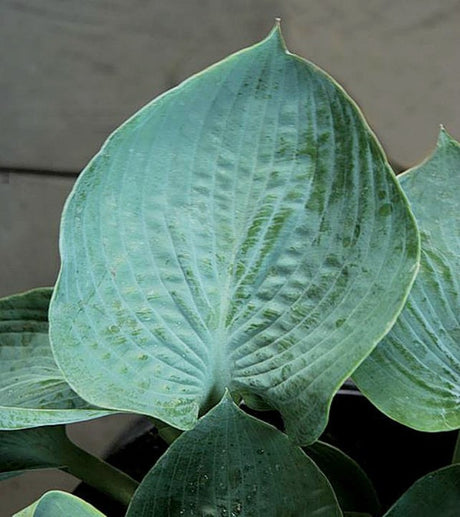 'Cool Dreams' Hosta Courtesy of Q&Z Nursery