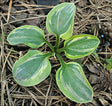 Hosta 'Cool Mouse' Courtesy of Danny Van Eechaute and the Hosta Library