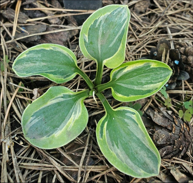 Hosta 'Cool Mouse' Courtesy of Danny Van Eechaute and the Hosta Library