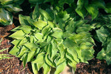 'Cream Edger' Hosta Courtesy of the Hosta Library