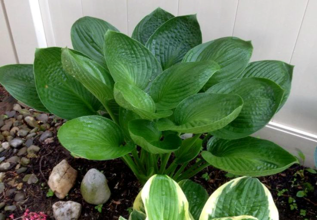 'Cup of Grace' Hosta From Pinterest