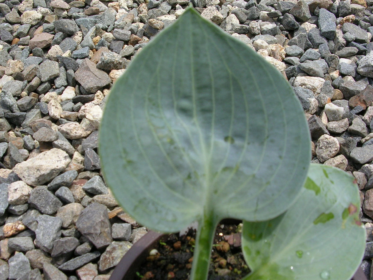 'Blue Ice' Hosta From NH Hostas