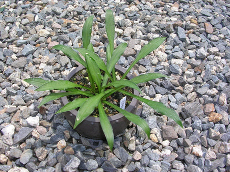 'Bitsy Green' Hosta From NH Hostas