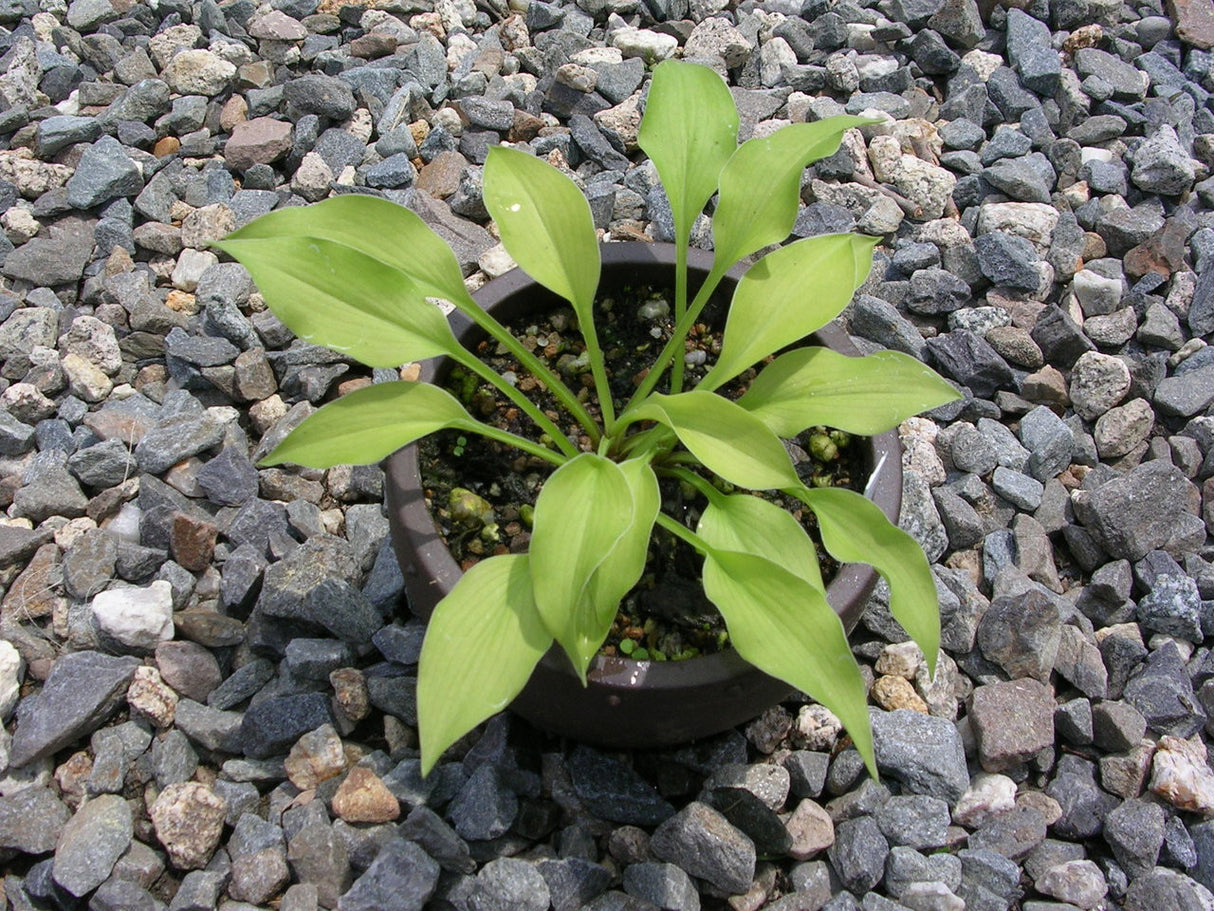 'Blonde Elf' Hosta From NH Hostas