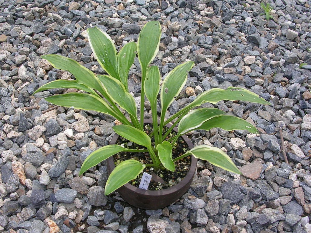 Butter Rim Hosta - Shade Perennial Small Hosta Plant – NH Hostas