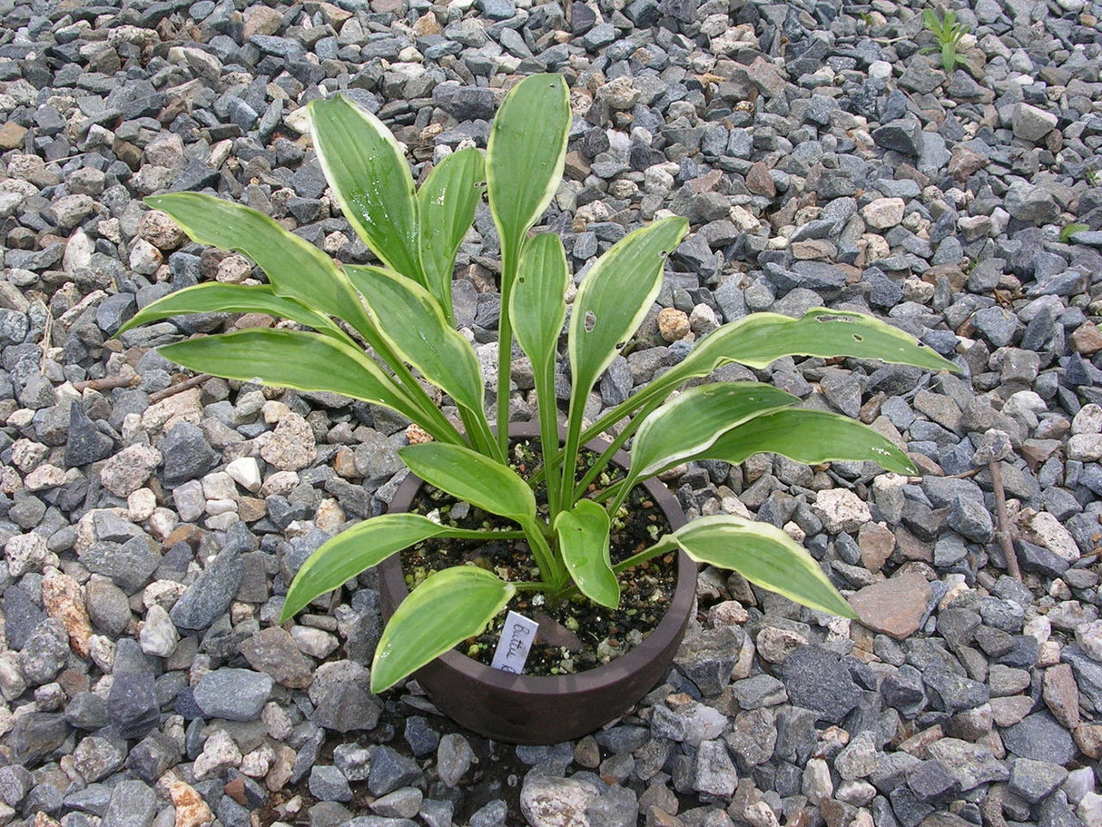 'Butter Rim' Hosta From NH Hostas