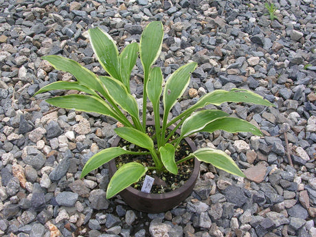 'Butter Rim' Hosta From NH Hostas
