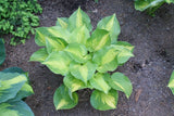 'Dance With Me' Hosta From NH Hostas