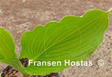Hosta 'Dancefloor Filler' Courtesy of Fransen Hostas