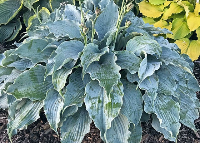 Hosta 'Dancing With Dragons' Courtesy of Walters Gardens