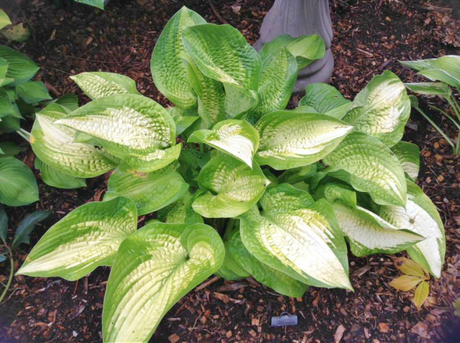 'Darwin's Standard' Hosta Courtesy of Sherri Brown