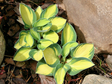 'Desert Mouse' Hosta Courtesy of Naylor Creek