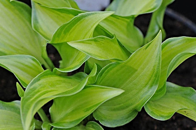 Hosta 'Devon Cloud' Courtesy of Naylor Creek and the Hosta Library
