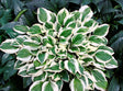 'Diamond's are Forever' Hosta Courtesy of Walters Gardens