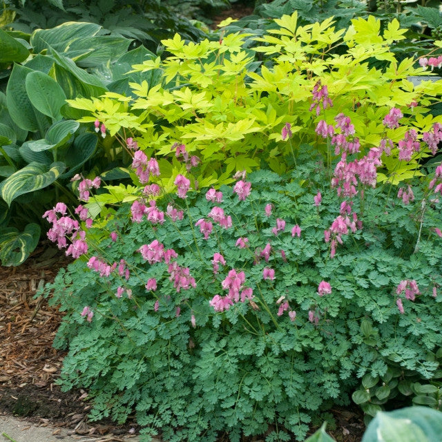 Courtesy of Walters Gardens