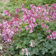Dicentra 'Pink Diamonds' Courtesy of Walters Gardens